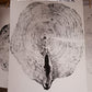 Timber Prints - 20"x30" Limited Edition 001